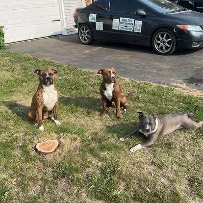 Tree removal project 1