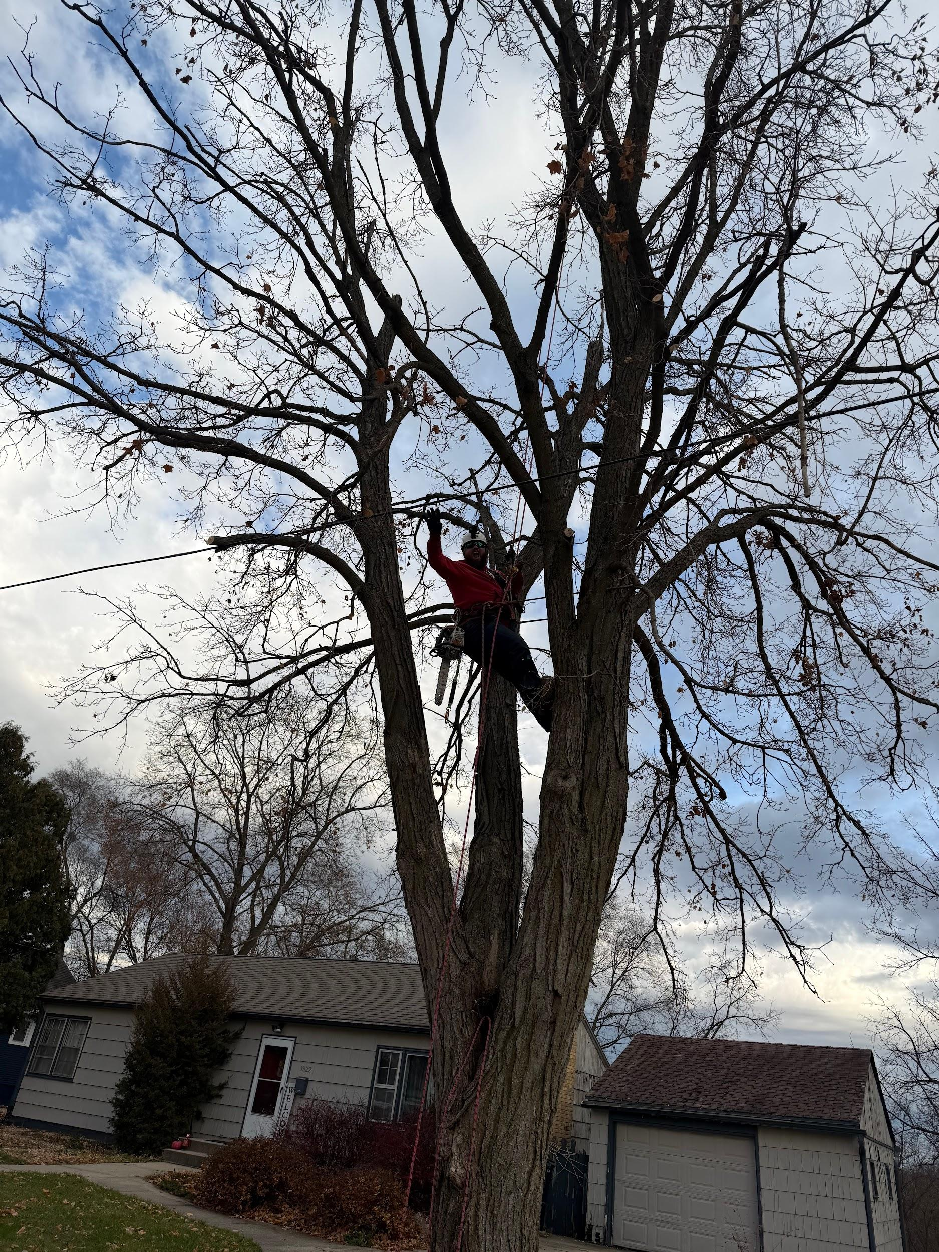 Stump grinding project